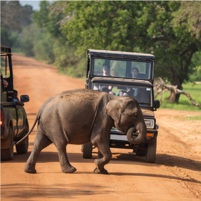 Safari in Yala National Park