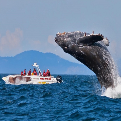 Whale Watching in Mirissa