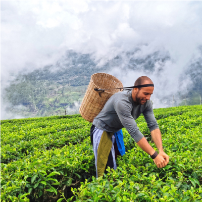 Visit Tea Plantations in Nuwara Eliya